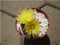 ad388bb3-Picture 4468.jpg